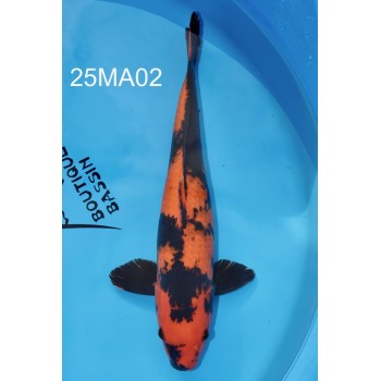 NISAI HI UTSURI FEMELLE HQ 52CM DE CHEZ MARUHIRO REF 25MA02