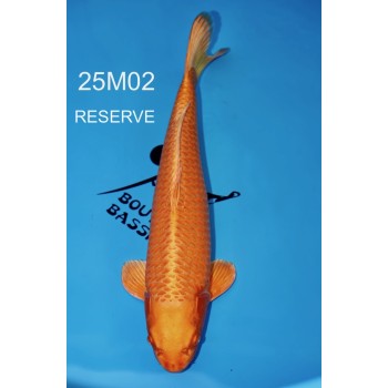 NISAI ORANGE REVERS FEMELLE 53CM VHQ DE CHEZ MARUHIRO REF 25M02