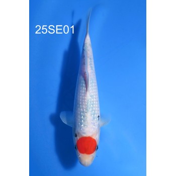 NISAI TANCHO SANKE GINRIN PERLE VHQ 20CM DE CHEZ SEKIGUCHI REF 25SE01
