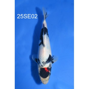 NISAI BLACK TANCHO SHOWA 25CM VHQ DE CHEZ SEKIGUCHI REF 25SE02