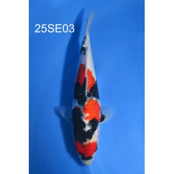 NISAI SHOWA MALE 27CM VHQ DE CHEZ SEKIGUCHI REF 25SE03