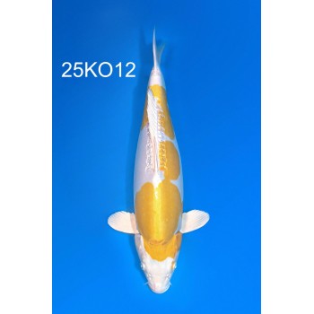 SANSAI DOITSU HARIWAKE FEMELLE VHQ 50CM DE CHEZ CODA REF 25KO