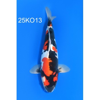 SANSAI DOITSU SHOWA FEMELLE 46CM VHQ DE CHEZ KODA REF 25KO13