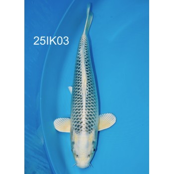 NISAI MATSUBA FEMELLE 40CM VHQ DE CHEZ IKARASHI OZUMI REF 25IK03