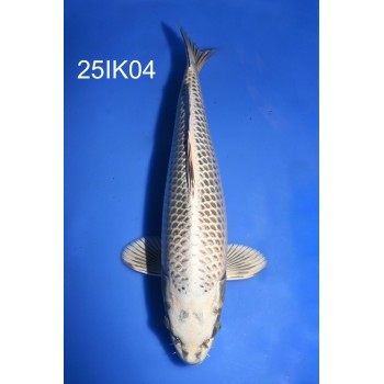 NISAI YELLOW MATSUBA MALE 40CM HQ DE CHEZ IKARASHI OZUMI REF 25IK04