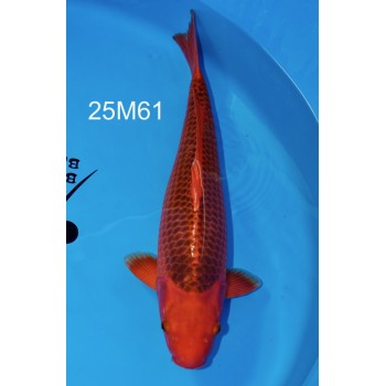 SANSAI AKA MATSUBA VHQ FEMELLE 59 CM DE CHEZ MARUHIRO REF 25M61