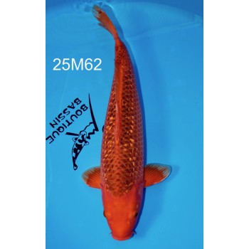 SANSAI AKA MATSUBA GINRIN FEMELLE VHQ 60CM DE CHEZ MARUHIRO REF 52M62