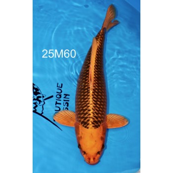 SANSAI KIN MATSUBA FEMELLE HQ 52 CM DE CHEZ MARUHIRO REF 25M60