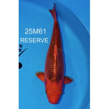 SANSAI AKA MATSUBA VHQ FEMELLE 59 CM DE CHEZ MARUHIRO REF 25M61