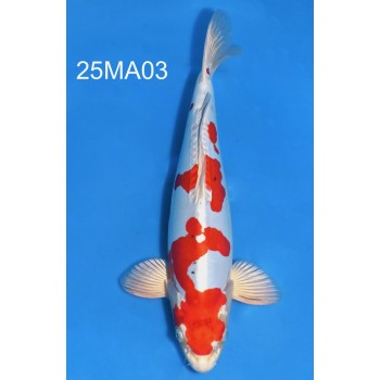 NISAI DOITSU YAMATONISHIKI MALE 40CM HQ DE CHEZ MARUZAKA REF 25MA03