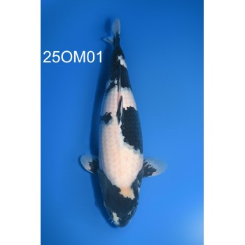 SANSAI SHIRO UTSURI FEMELLE 54 CM VHQ DE CHEZ OMOSAKO REF 25OM01