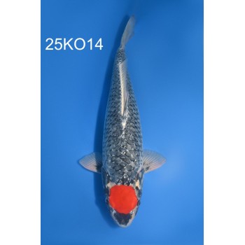 SANSAI TANCHO GOSHIKI METALIQUE 52CM FEMELLE VHQ DE CHEZ KODA REF 25KO14