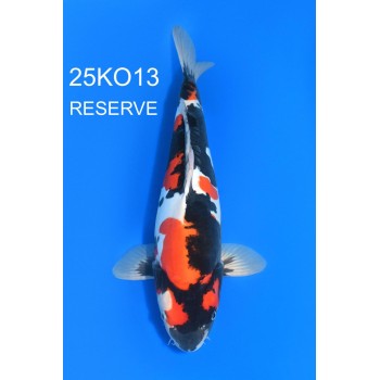 SANSAI DOITSU SHOWA FEMELLE 46CM VHQ DE CHEZ KODA REF 25KO13