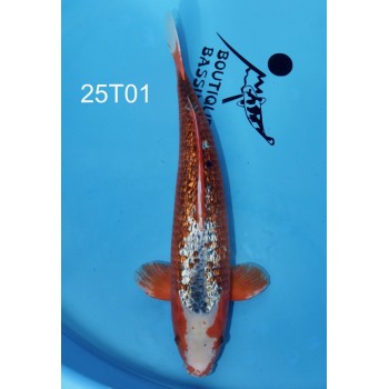 SANSAI KANOKO ASAGI GINRIN MALE HQ 50CM DE CHEZ TAKATATSU REF 25T01