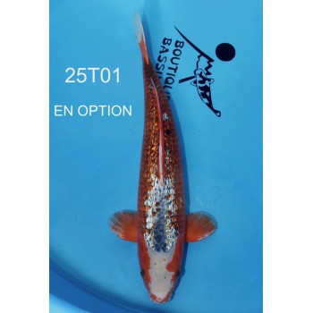 SANSAI KANOKO ASAGI GINRIN MALE HQ 50CM DE CHEZ TAKATATSU REF 25T01