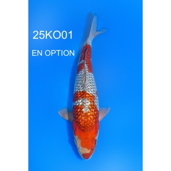 NISAI GINRIN OCHIBA SHIGURE MALE 38CM HQ DE CHEZ KODA REF 25KO01