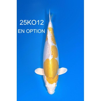 SANSAI DOITSU HARIWAKE FEMELLE VHQ 50CM DE CHEZ CODA REF 25KO12