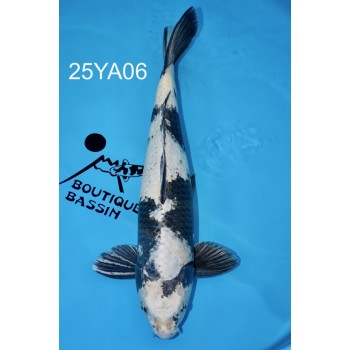 SANSAI KAGE SHIRO UTSURI FEMELLE VHQ 57CM DE CHEZ YAMASAN REF 25YA06