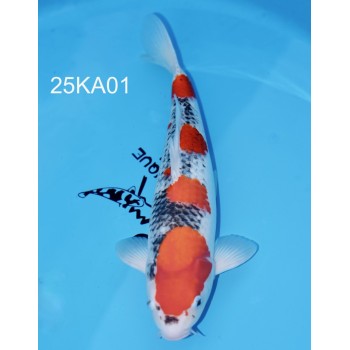CARPE KOI SANSAI GOSHIKI FEMELLE HQ 52 CM DE CHEZ KANNO REF 25KA01