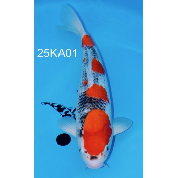 CARPE KOI SANSAI GOSHIKI FEMELLE HQ 52 CM DE CHEZ KANNO REF 25KA01