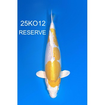 SANSAI DOITSU HARIWAKE FEMELLE VHQ 50CM DE CHEZ CODA REF 25KO12