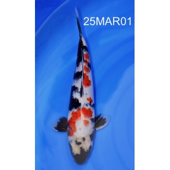 NISAI SHOWA MALE 33CM HQ DE CHEZ MARUHIDE REF 25MAR01