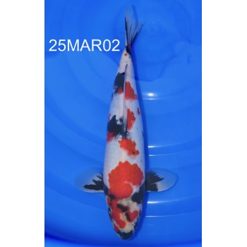 NISAI SHOWA MALE 35CM HQ DE CHEZ MARUHIDE REF 25MAR02