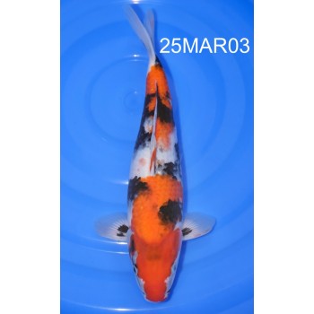 NISAI SHOWA FEMELLE 37CM HQ DE CHEZ MARUHIDE REF 25MAR03