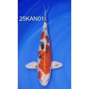 NISAI KUJAKU FEMELLE 35CM HQ DE CHEZ KANEKO REF 25KAN01