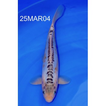 NISAI KI SHUSUI MALE 33CM DE CHEZ MARUSAKA REF 25MAR04