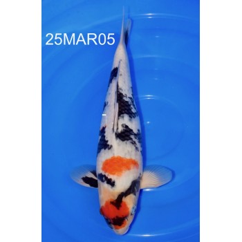 NISAI MARUTEN SHOWA MALE 40CM DE CHEZ MARUHIDE REF 25MAR05