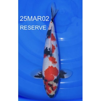 NISAI SHOWA MALE 35CM HQ DE CHEZ MARUHIDE REF 25MAR02
