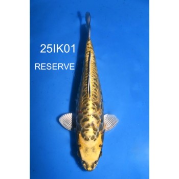 NISAI ARAGOKE YELLOW DRAGON BIG SCALES 38CM FEMELLE DE CHEZ IKARASHI OZUMI REF 25IK01