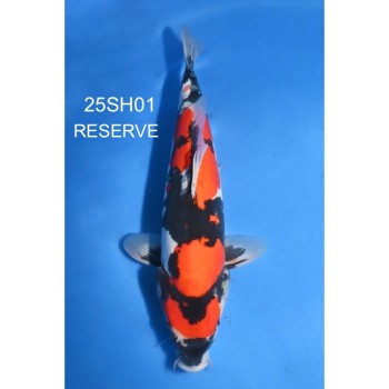 NISAI DOITSU SHOWA HQ 40/45CM DE CHEZ SHINODA REF 25SH01