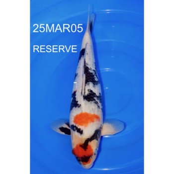 NISAI MARUTEN SHOWA MALE 40CM DE CHEZ MARUHIDE REF 25MAR05