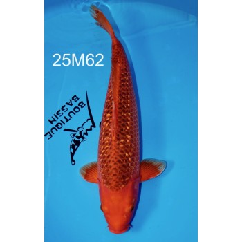 SANSAI AKA MATSUBA GINRIN FEMELLE VHQ 60CM DE CHEZ MARUHIRO REF 52M62