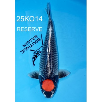 SANSAI TANCHO GOSHIKI METALIQUE 52CM FEMELLE VHQ DE CHEZ KODA REF 25KO14