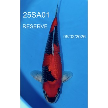 NISAI GOSHIKI GINRIN 35/40CM VHQ DE CHEZ SAKAZUME REF 25SA01