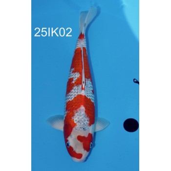 NISAI GOSHIKI MALE 39CM HQ DE CHEZ IKARASHI REF 25IK02