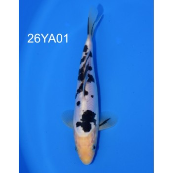 TOSAI DOITSU SHIRO UTSURI 24 CM DE CHEZ YAGENJI REF 26YA01