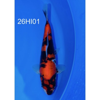 TOSAI DOITSU SHOWA FEMELLE HQ 22 CM DE CHEZ HIROI REF 26HI01