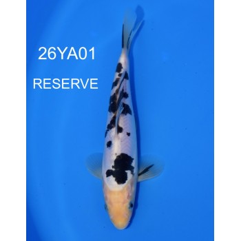 TOSAI DOITSU SHIRO UTSURI HQ 24 CM DE CHEZ YAGENJI REF 26YA01