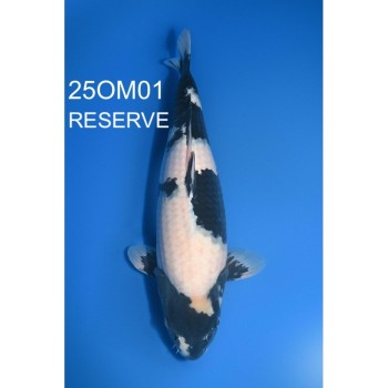 SANSAI SHIRO UTSURI FEMELLE 54 CM VHQ DE CHEZ OMOSAKO REF 25OM01