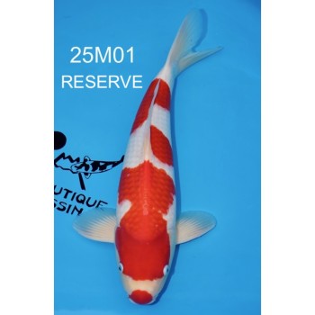 SANSAI KOHAKU MALE VHQ 55 CM DE CHEZ MARUDO REF 25M01