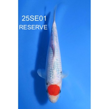 NISAI TANCHO SANKE GINRIN PERLE VHQ 20CM DE CHEZ SEKIGUCHI REF 25SE01