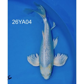 SANSAI PURACHINA VOILE MALE HQ 44 CM DE CHEZ YAMASAN REF 26YA04