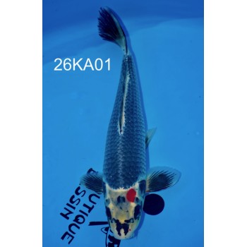 NISAI BENI GINGA 42CM FEMELLE HQ DE CHEZ KAWAKAMI REF 26KA01