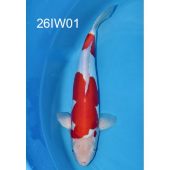CARPE KOI YONSAI DOITSU KOHAKU HQ 50 CM+-  DE CHEZ IWASHITA REF 26IW01