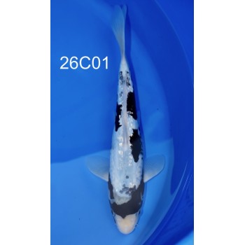 SANSAI KUMONRYU FEMELLE VHQ 34 CM DE CHEZ CHOGORO REF 26C01