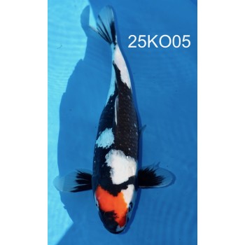 NISAI GINRIN TANCHO SHOWA FEMELLE 38CM VHQ DE CHEZ KODA REF 26KO05